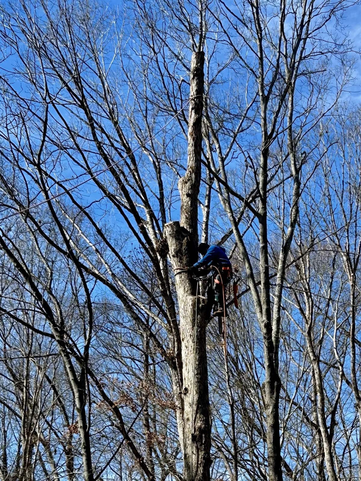 Guzman Tree Service crew on site