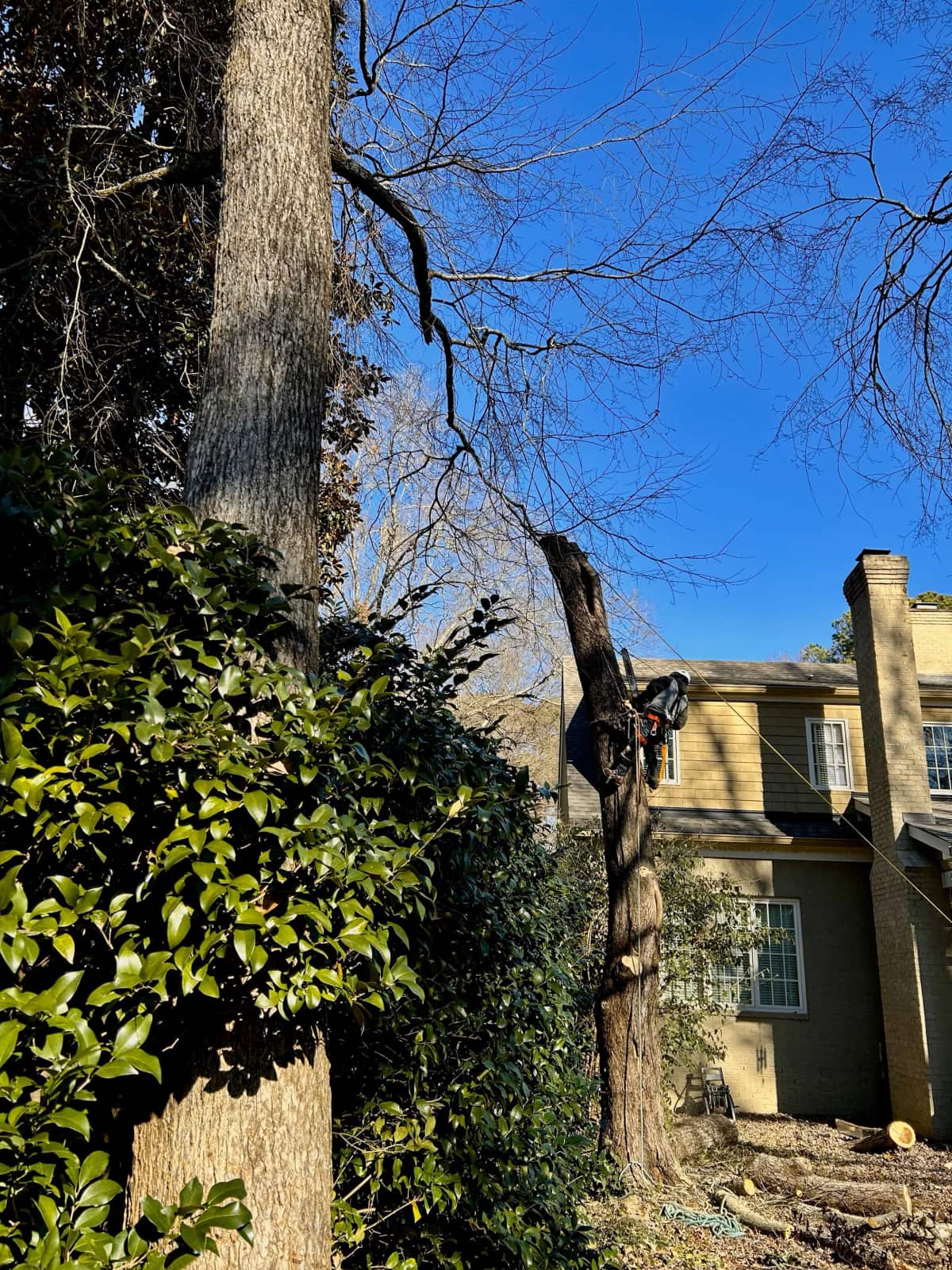 Completed tree service work by Guzman Tree Service LLC, Matthews NC
