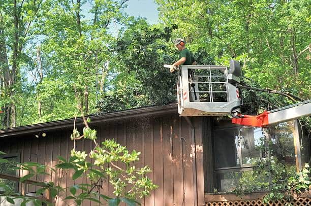 Tree removal by Guzman Tree Service, Matthews NC