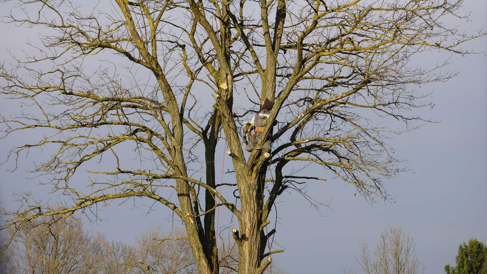 Tree trimming and shaping by Guzman Tree Service