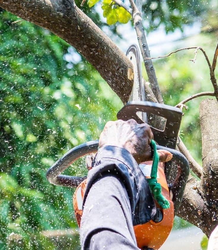 Guzman Tree Service team portrait